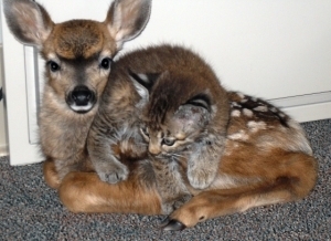  cerbiatto, fawn & Bobcat Friends