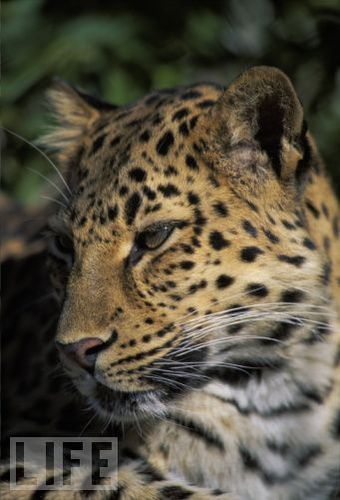  The Amur Leopard