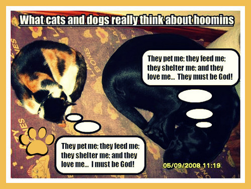  wHat dogS AND CAts rly thINk abouT HOOMinS