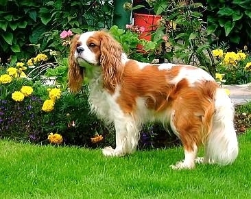  Cavalier King Charles 獚, 西班牙猎狗, 猎犬