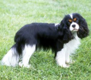  Cavalier King Charles 獚, 西班牙猎狗, 猎犬