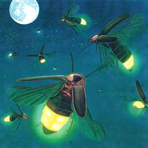  Fireflies