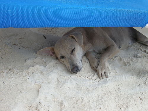 Lazy Dog at Beach