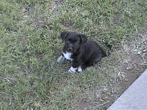 Lucy when she was a puppy