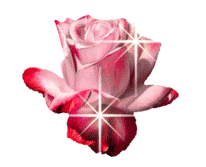  rose rose