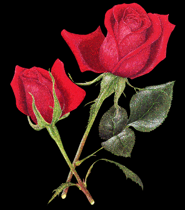 red rosas