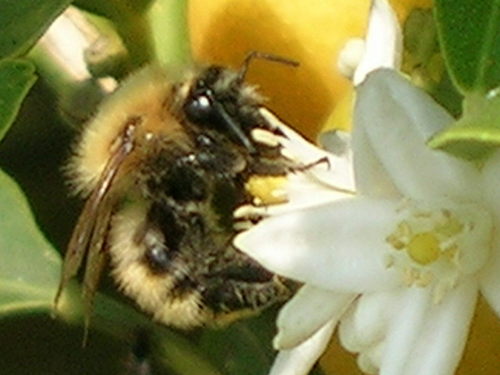  Bee in a bunga