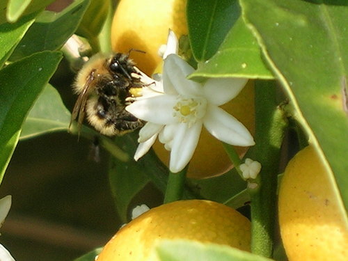  Bee in a 花