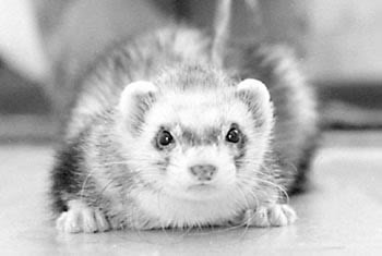 Black And White Cute hurón, ferret