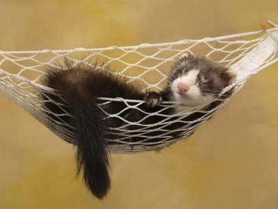  Cute Sleeping ferret, chororo-kaya in A Hammock!