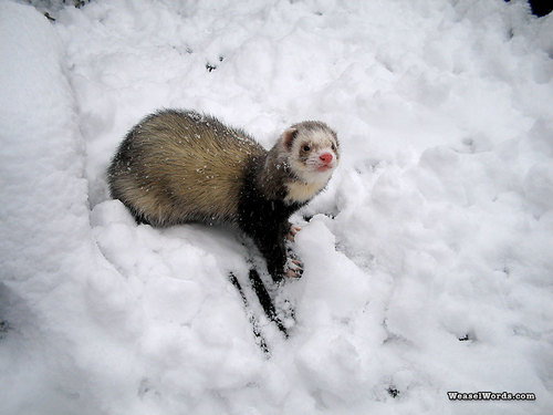  hurón, ferret in the Snow