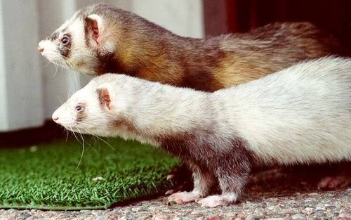  Ferrets siguiente to Each other