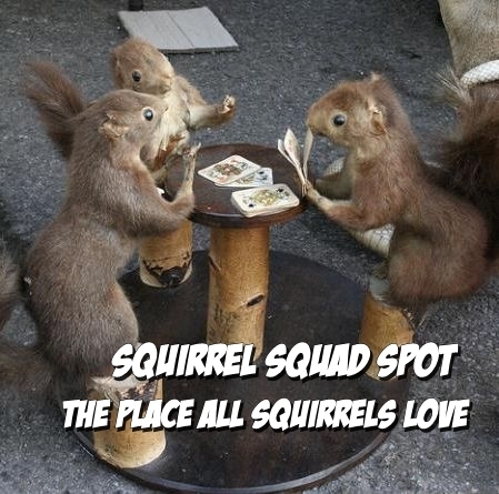  Normal Things Angry Squirrels Do
