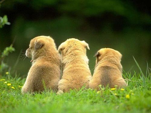  Three Little पिल्लें