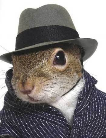  the British gentleman 다람쥐