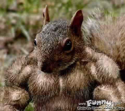  the muscular British 다람쥐