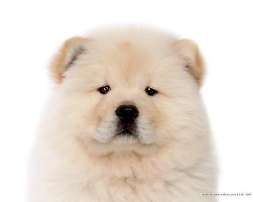  Chow Chow puppy achtergrond