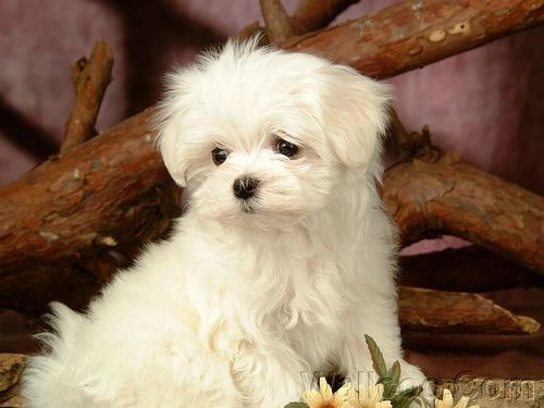  Cuddly Fluffy Maltese perrito, cachorro