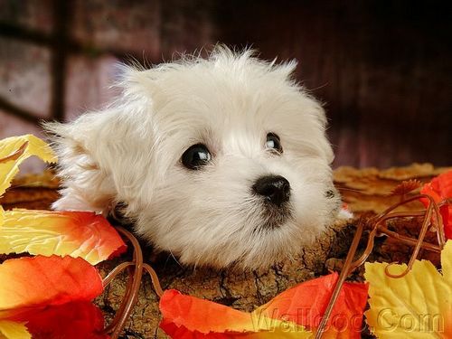  Cuddly Fluffy Maltese anak anjing, anjing