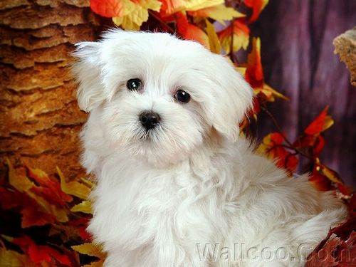 Cuddly Fluffy Maltese Puppy