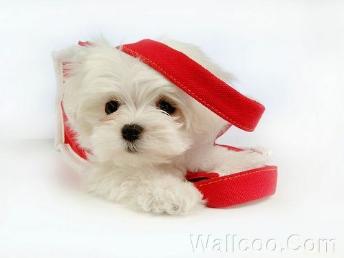  Cuddly Fluffy Maltese anjing, anak anjing