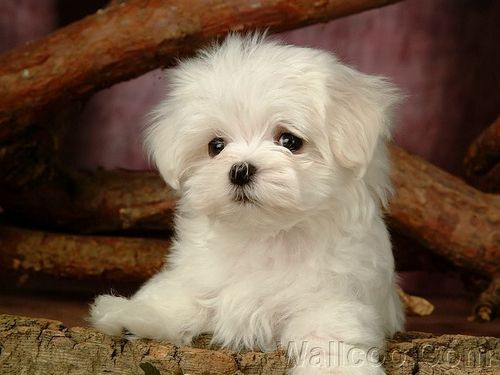  Cuddly Fluffy Maltese anak anjing, anjing