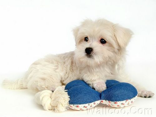 Cuddly Fluffy Maltese Puppy