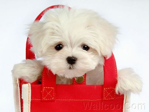  Cuddly Fluffy Maltese कुत्ते का बच्चा, पिल्ला