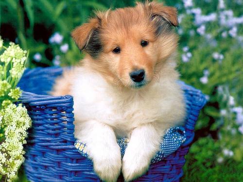  Cute Dog پیپر وال