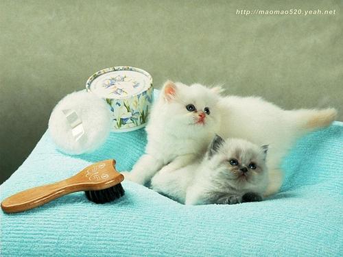  Cute Kitten wallpaper