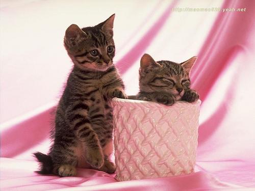  Cute Kitten achtergrond
