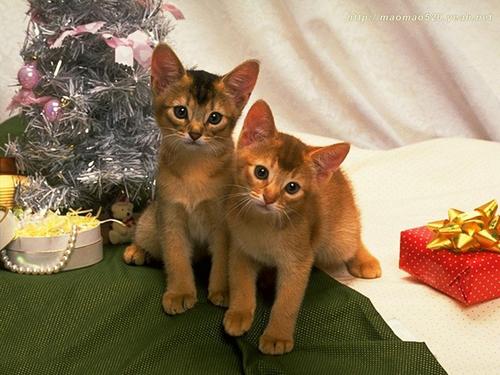  Cute Kitten Обои