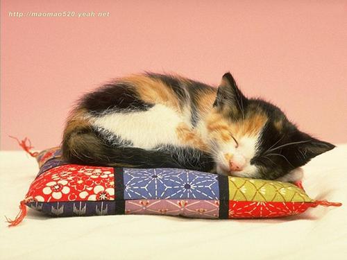  Cute Kitten Hintergrund