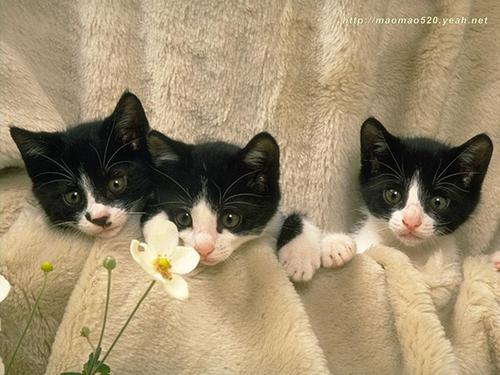  Cute Kitten वॉलपेपर