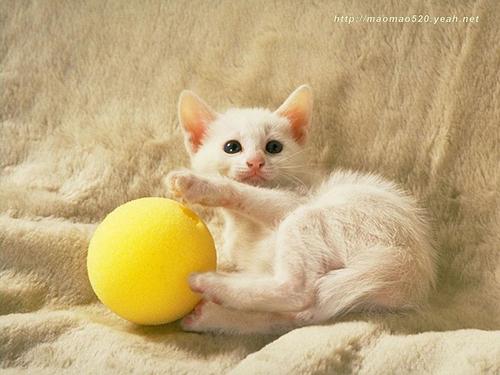 Cute Kitten Hintergrund