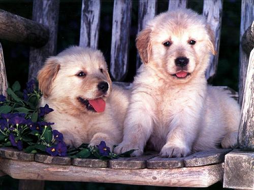  Cute cachorrinhos
