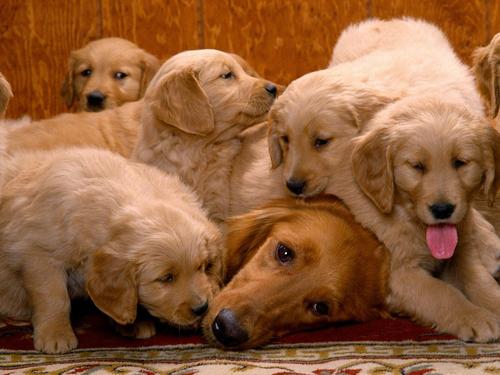  Dog Family !
