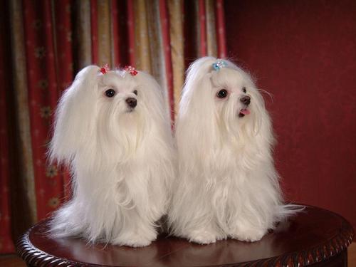  Maltese Собаки Обои