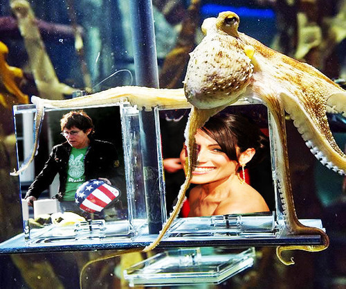  Paul the octopus is huli 哈哈