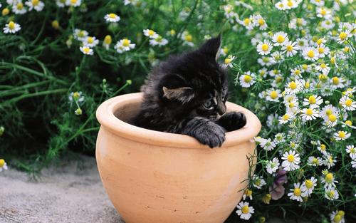  Pretty 子猫 in yard