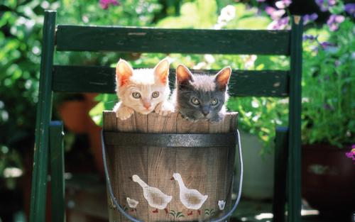 Pretty Kittens in yard