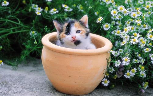  Pretty 子猫 in yard
