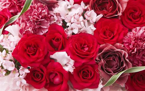  Romantic Roses