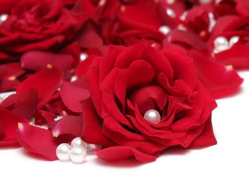  Romantic rosas
