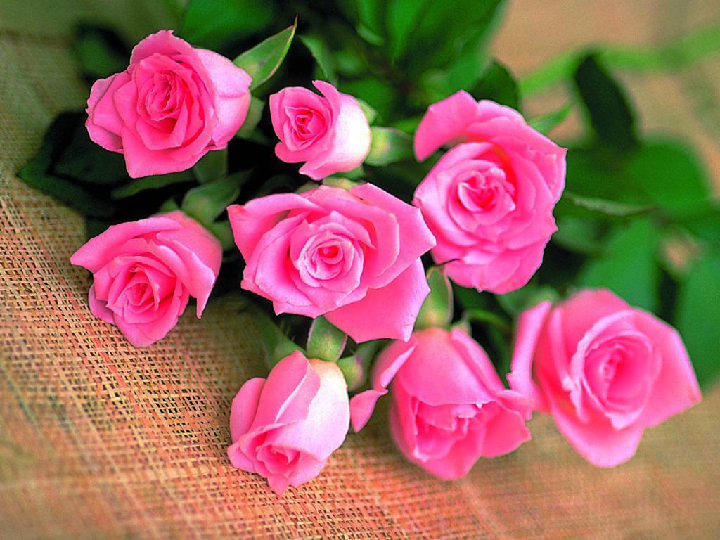 The Rose Of Liebe Rosen Hintergrund 13966614 Fanpop