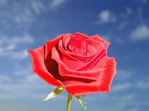  The Rose of প্রণয়