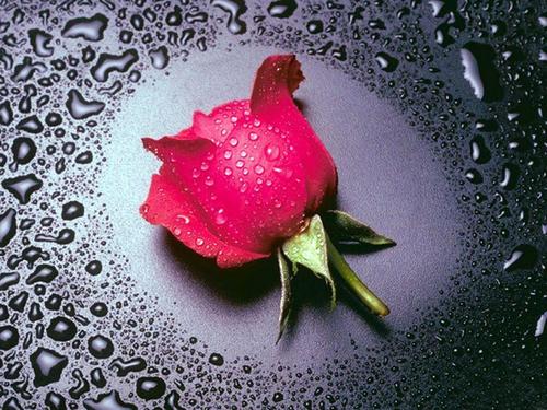  The Rose of l’amour