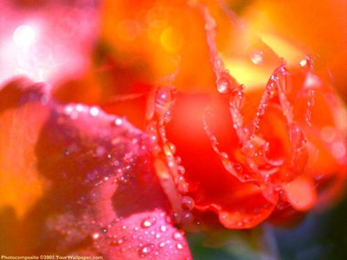  The Rose of cinta