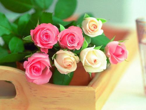  The Rose of Cinta