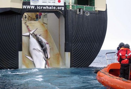  baleia Wars